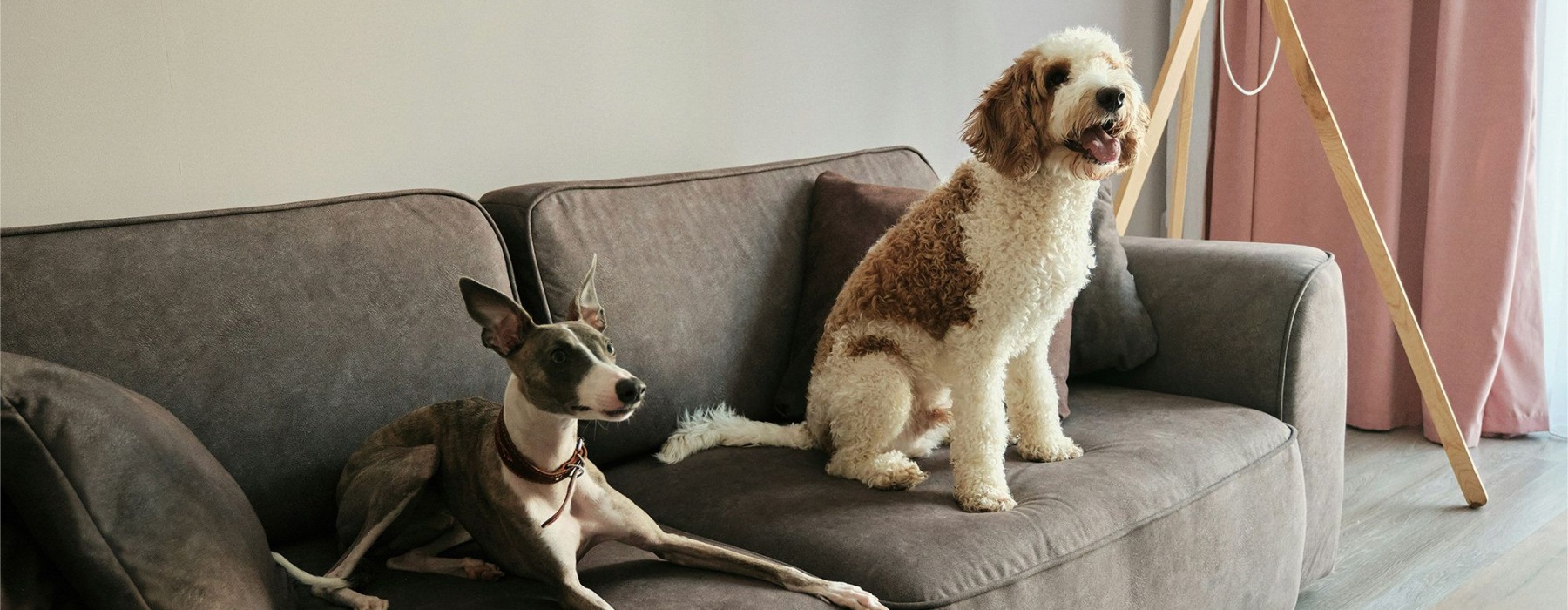 two dogs sitting on a couch