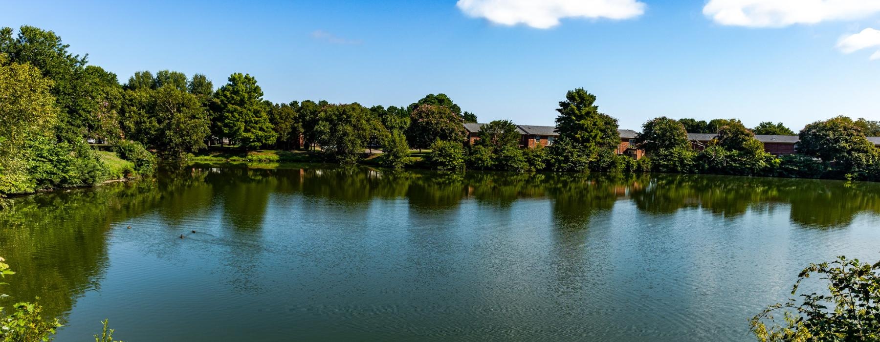 a body of water surrounded by trees